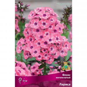 88294967 Флокс метельчатый Лариса луковица I