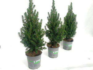 Ель Глаука Перфекта Santreyd - хвойный саженец для сада 87548375