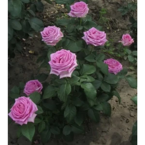 89365238 Роза чайно-гибридная Аква ø18 h40 см STLM-0962769