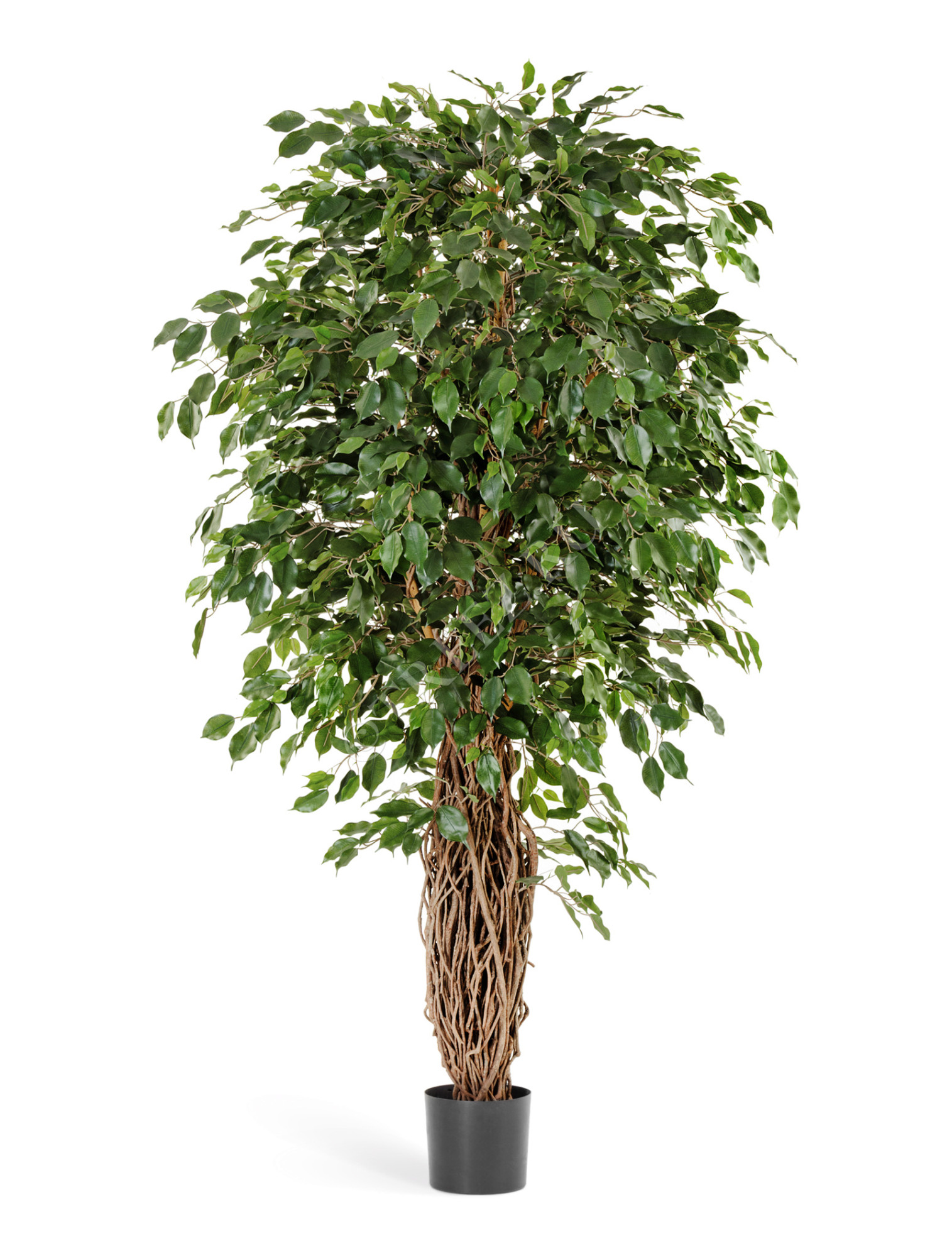 10.30805N Фикус Бенджамина Лиана Де Люкс Цветочная коллекция 