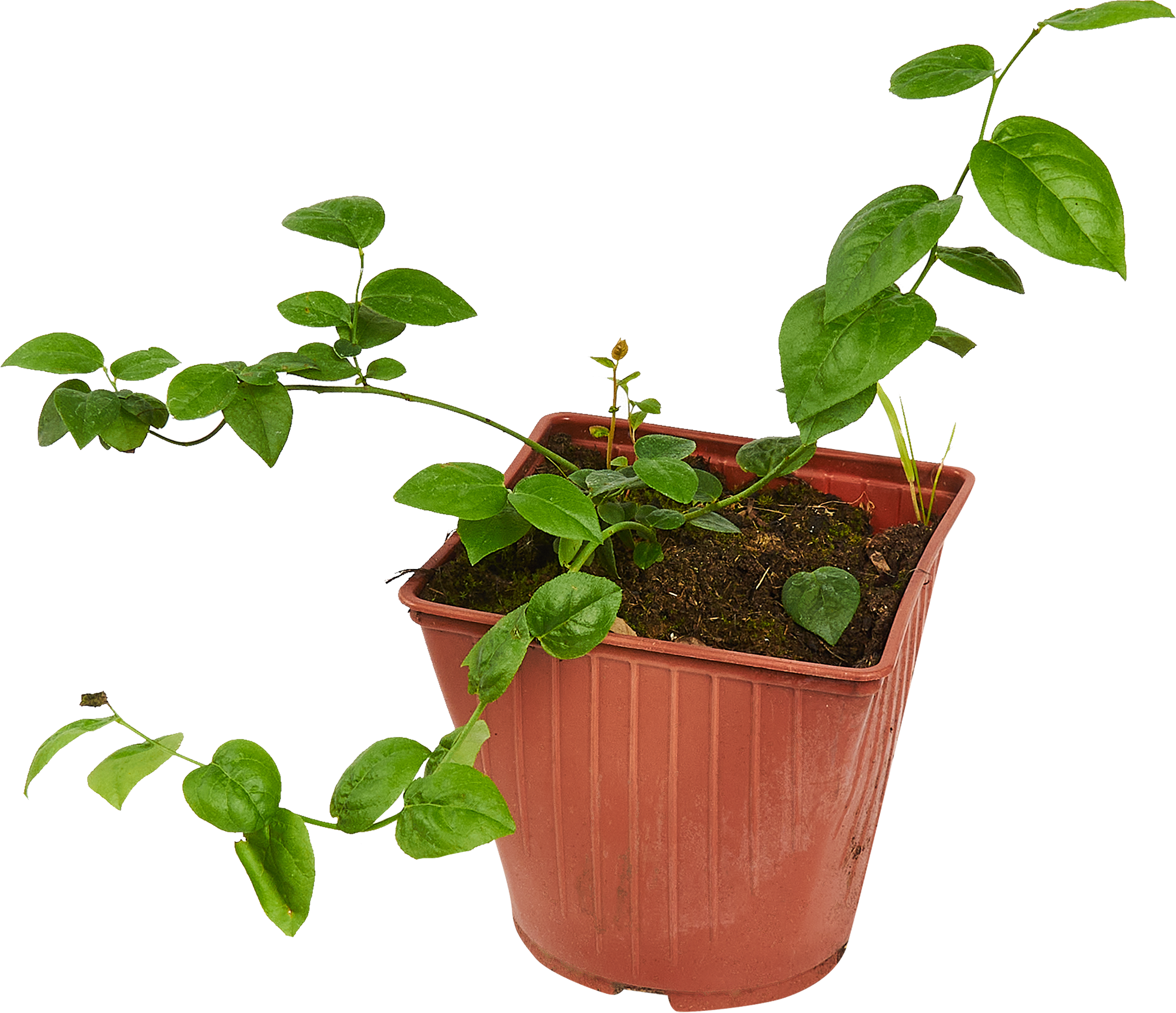 Саженец голубики Патриот в горшке 85607967 Santreyd STLM-0064574 - Вид №1