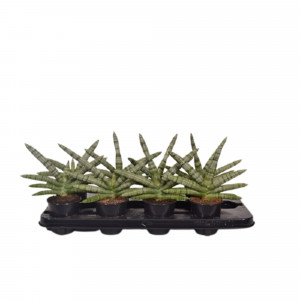 85194322 Сансевиерия Тиара платинум ø9 h30 см