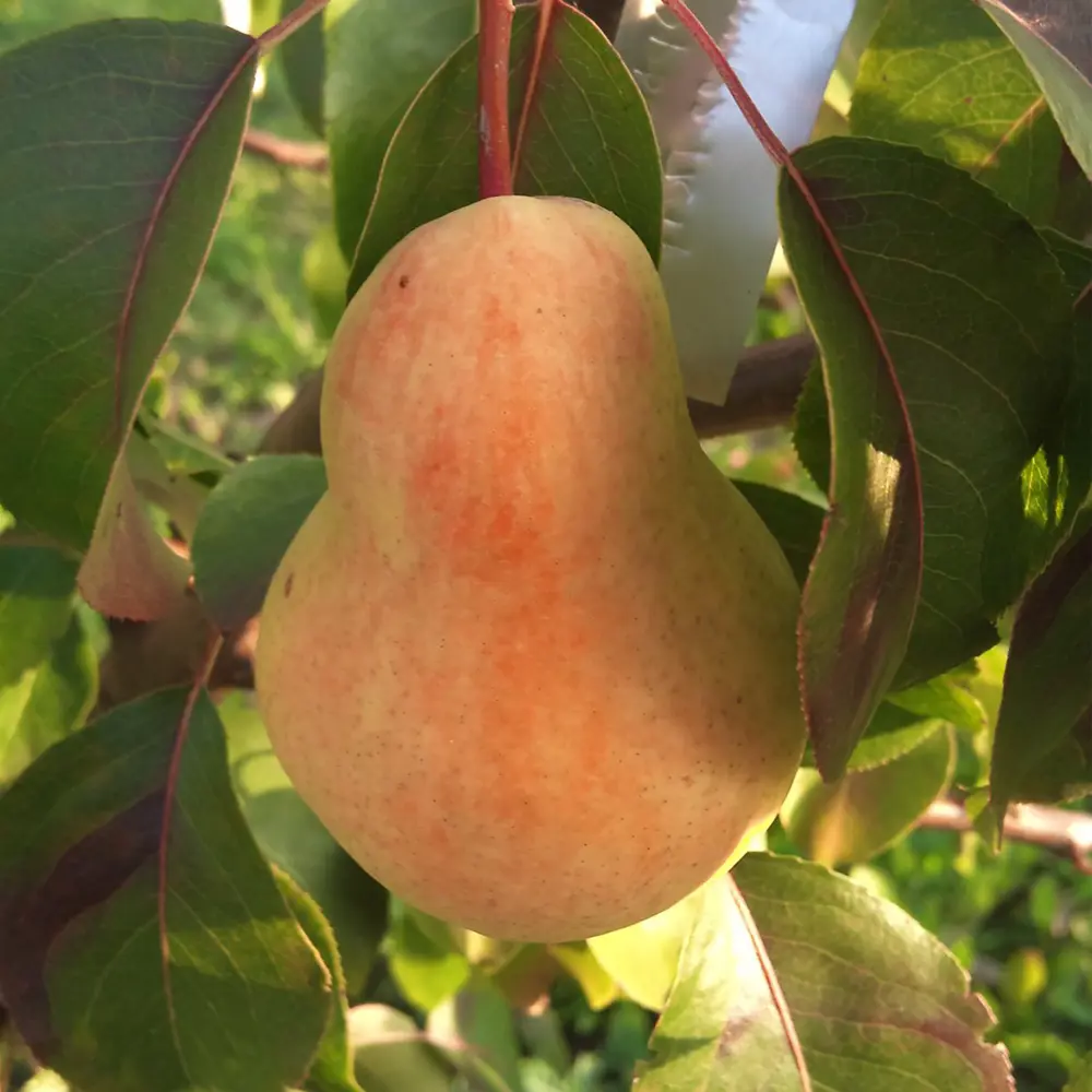 Груша «Ника» C5-7 130-180 см 2 года 82356770 STLM-2196691 PLANTMARKET 