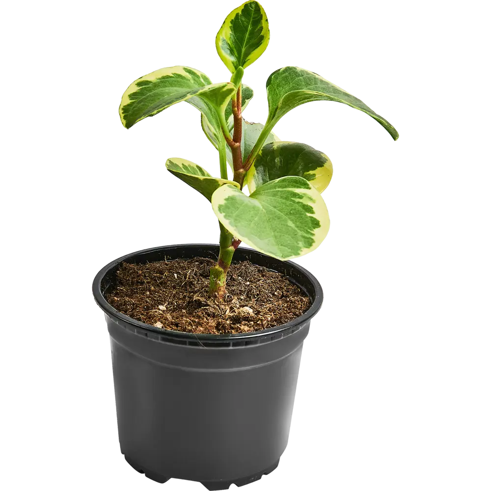 Santreyd Пеперомия Грин Голд с золотистыми листьями 89296601 STLM-0957412 - Вид №1