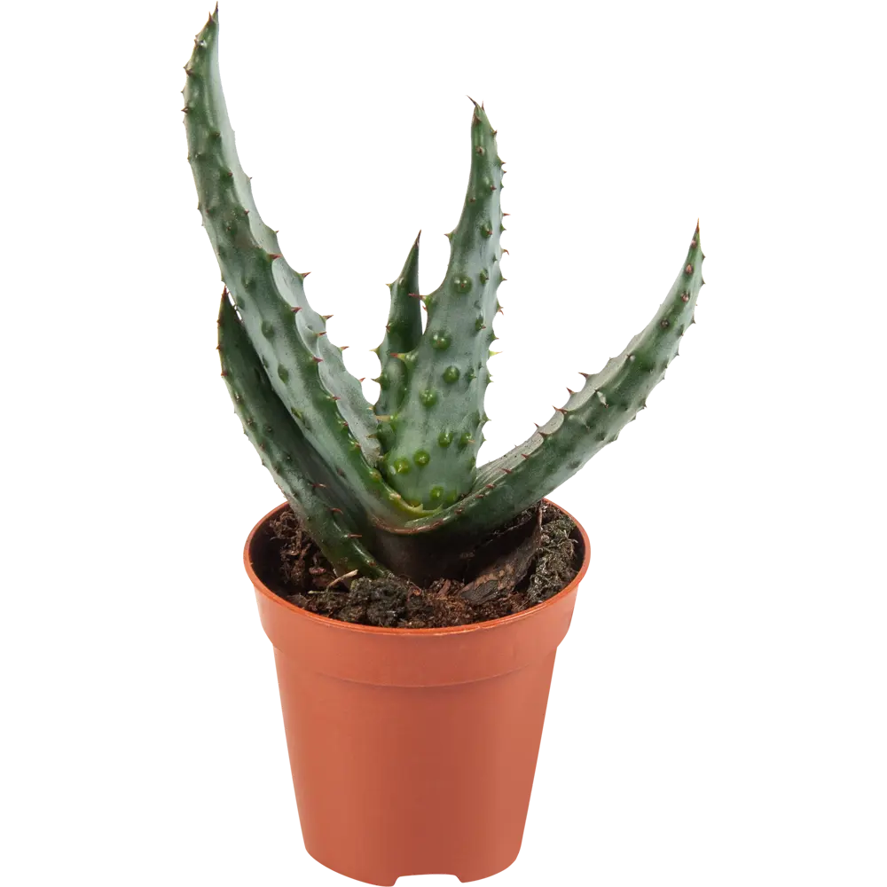 Santreyd Алоэ — комнатное растение с целебными свойствами 82579802 STLM-0030530 - Вид №1