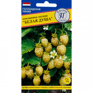 82107752 Земляника лесная «Белая душа»