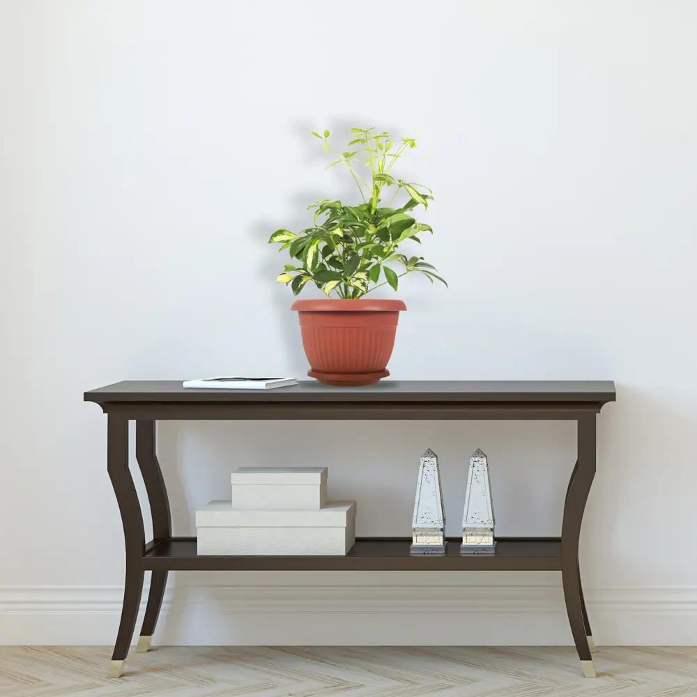 Santreyd Шеффлера Герда — декоративное дерево с пестрой листвой 15745363 STLM-0006289 - Вид №2