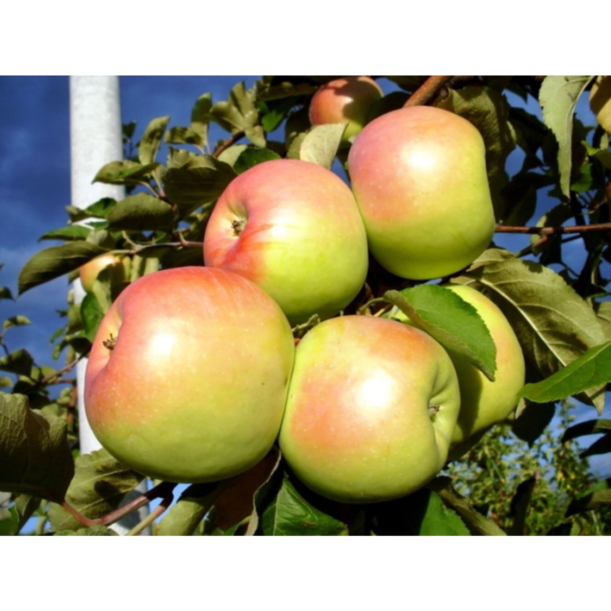 85325544 Яблоня Синап орловский ø25 h100 см Santreyd 