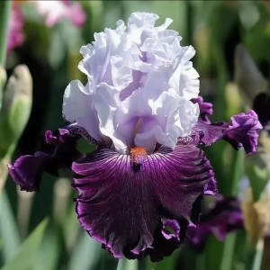 Ирис бородатый Блю Берд Вайн - корневище многолетнего цветущего растения 89433498