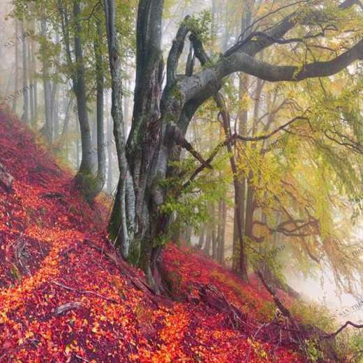 WP01292 Фотообои Verol Фотообои decoline 1х1 м