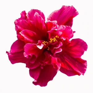 D1-042 Фотообои DIVINO Collection D 2.7х3 м