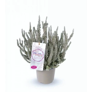 Вереск Флаффи — компактный кустарник для ландшафтного дизайна 89389752