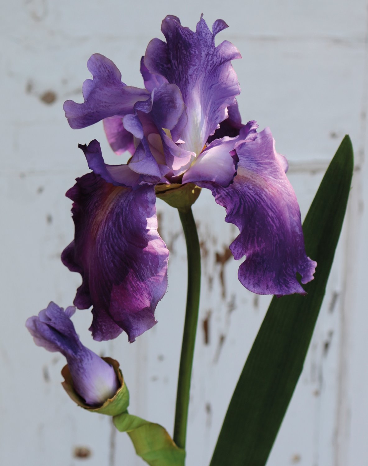 3848 222 a3 Ирис шелковый цветок, 78см, темно-фиолетовый H-andreas  - Вид №3