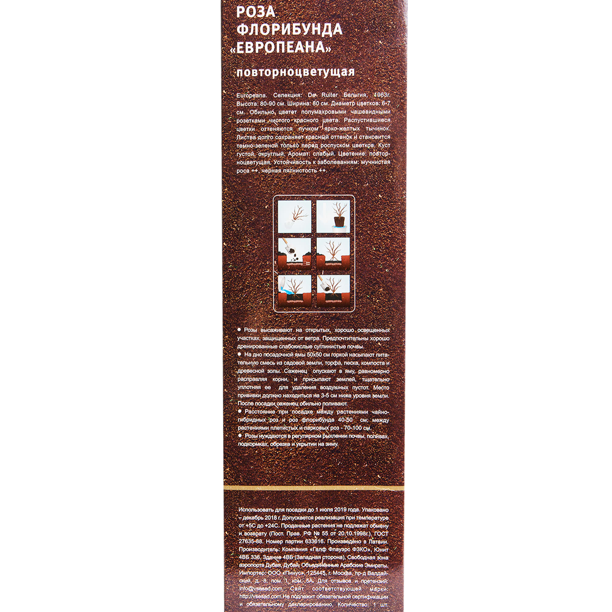 82142840 Роза флорибунда «Европеана» в тубе Santreyd  - Вид №2