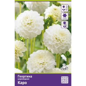 Георгина шаровидная Каро 89452212 STLM-2033550