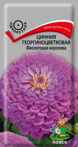86375793 Семена цветов Поиск цинния Георгин Фиолетовая королева STLM-0068311 Santreyd