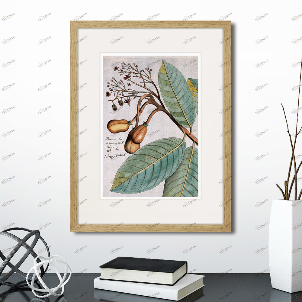 Литография на тонированной бумаге 42х32 см Exotic plants of the world №5, 1815 (I) КАРТИНЫ В КВАРТИРУ  264347 Белый;коричневый;разноцветный 