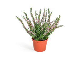 20.5937N Эрика (вереск) куст нежно-розовый Цветочная коллекция