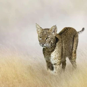 WP00732 Фотообои Verol Фотообои decoline 1х1 м