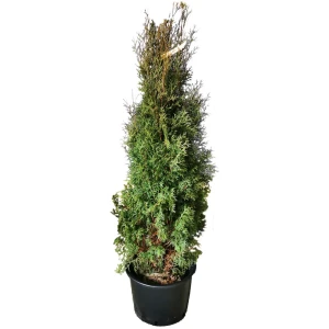 Туя западная Фастигиата h200 см 84506320 STLM-2001464