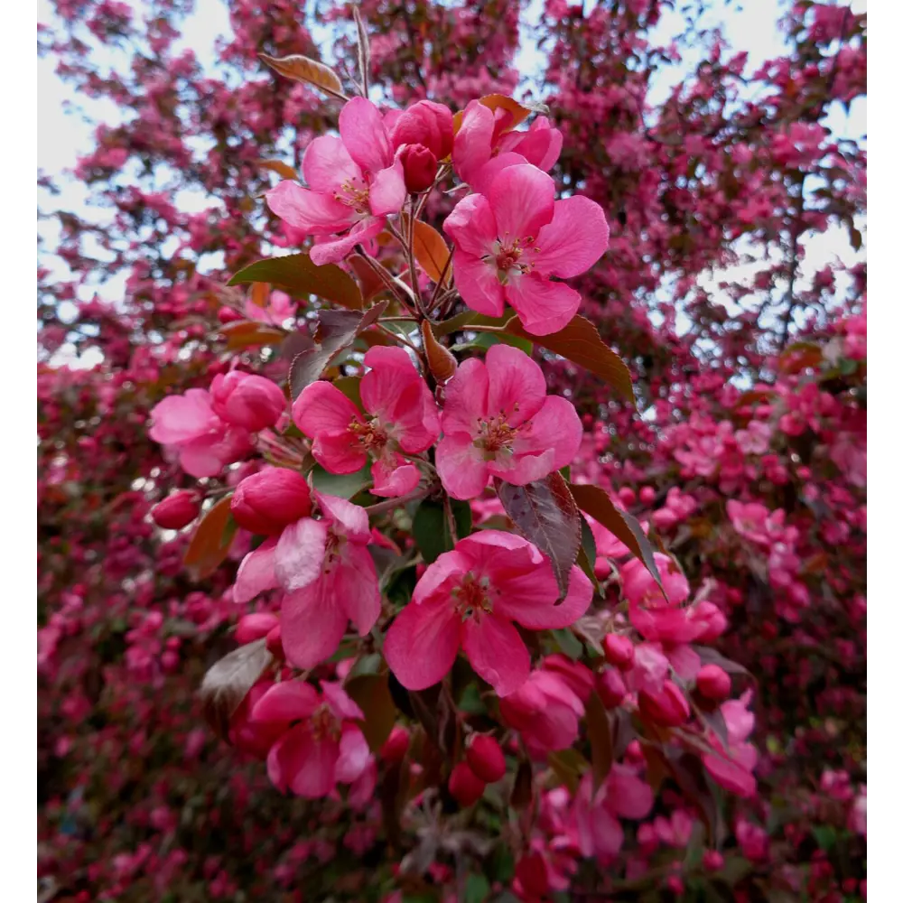 Santreyd Декоративная яблоня для садового дизайна 87811894 STLM-0075782