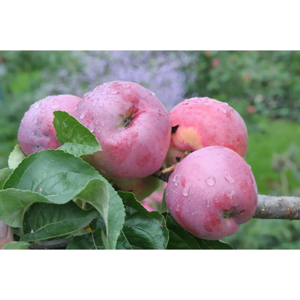 Яблоня Подарок Графскому - саженец с крупными плодами высокая зимостойкость 85325543 Santreyd STLM-1583382