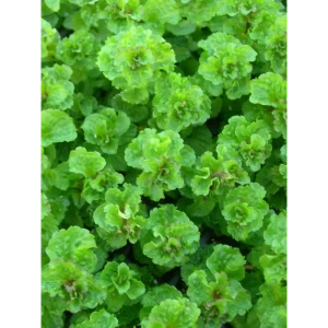 Мята кудрявая Криспа h15 см 89459587 STLM-2055058
