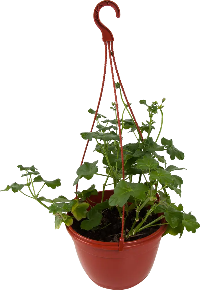 Santreyd Пеларгония в кашпо 21 см - пышное цветение для сада и балкона 82649997