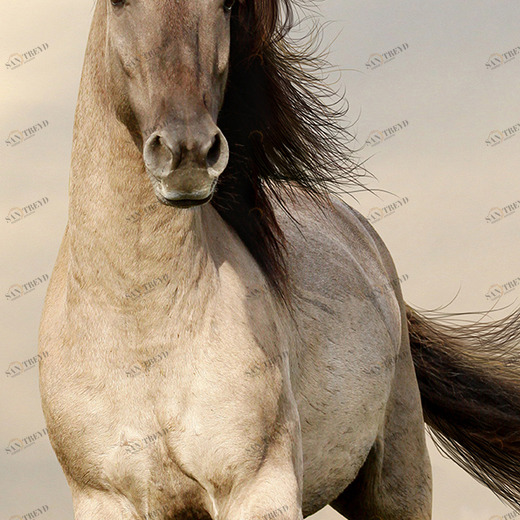 A1-087 Фотообои DIVINO Collection A 2.7х1 м A1087