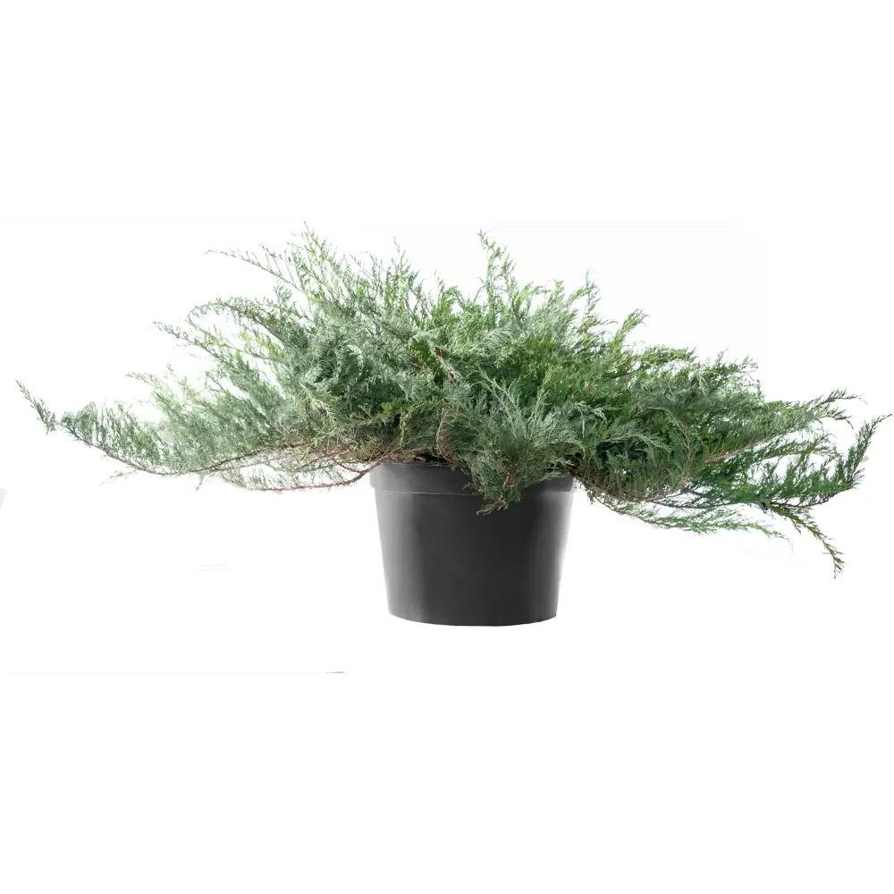 Можжевельник казацкий Глаука ø60 h60 см ГАВРИШ STLM-2016047