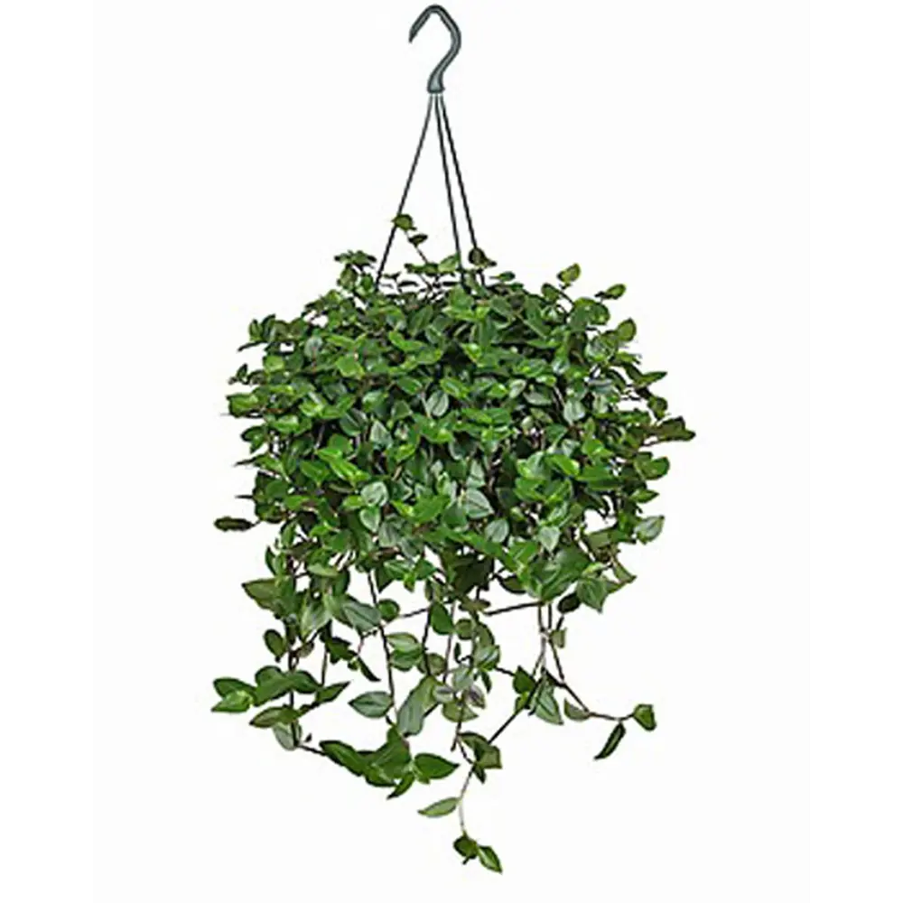 Santreyd Традесканция Приречная — изящный ампельный многолетник 89394869 STLM-1422735