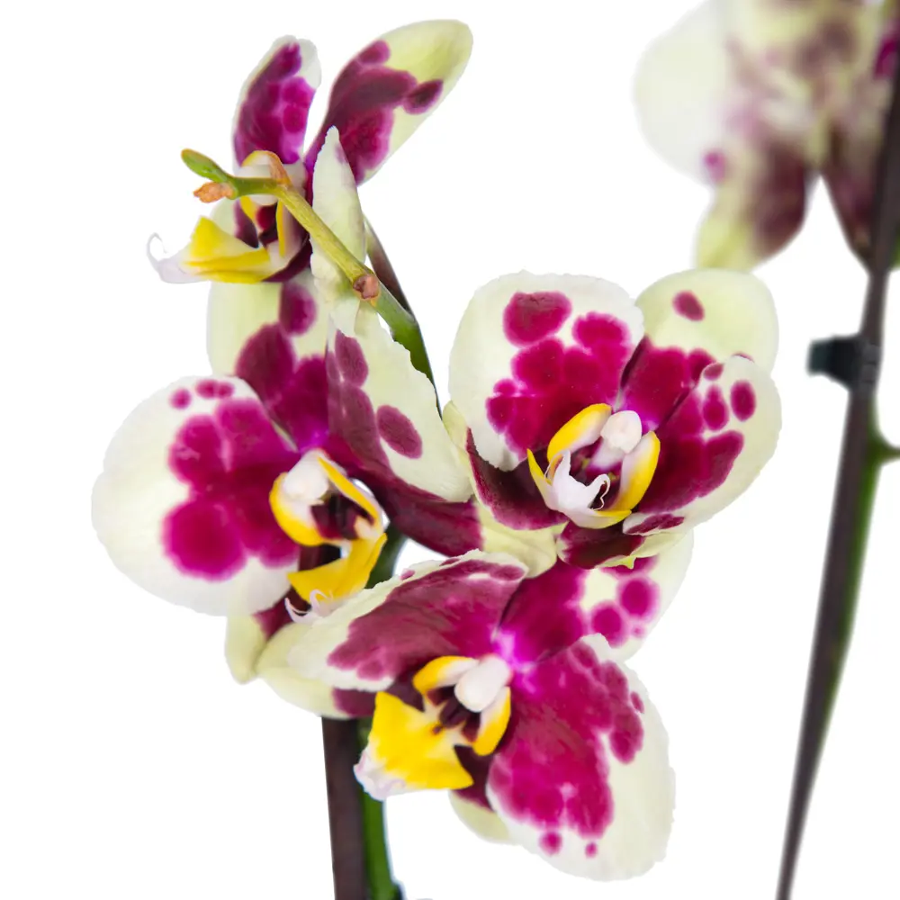 Santreyd Орхидея Фаленопсис — изящная бабочка в вашем интерьере 85324972 STLM-0061533 - Вид №3