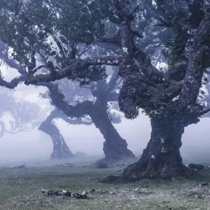 SH052-VD4-Ghost-Line Фотообои Komar Stefan Hefele 2.5х4 м