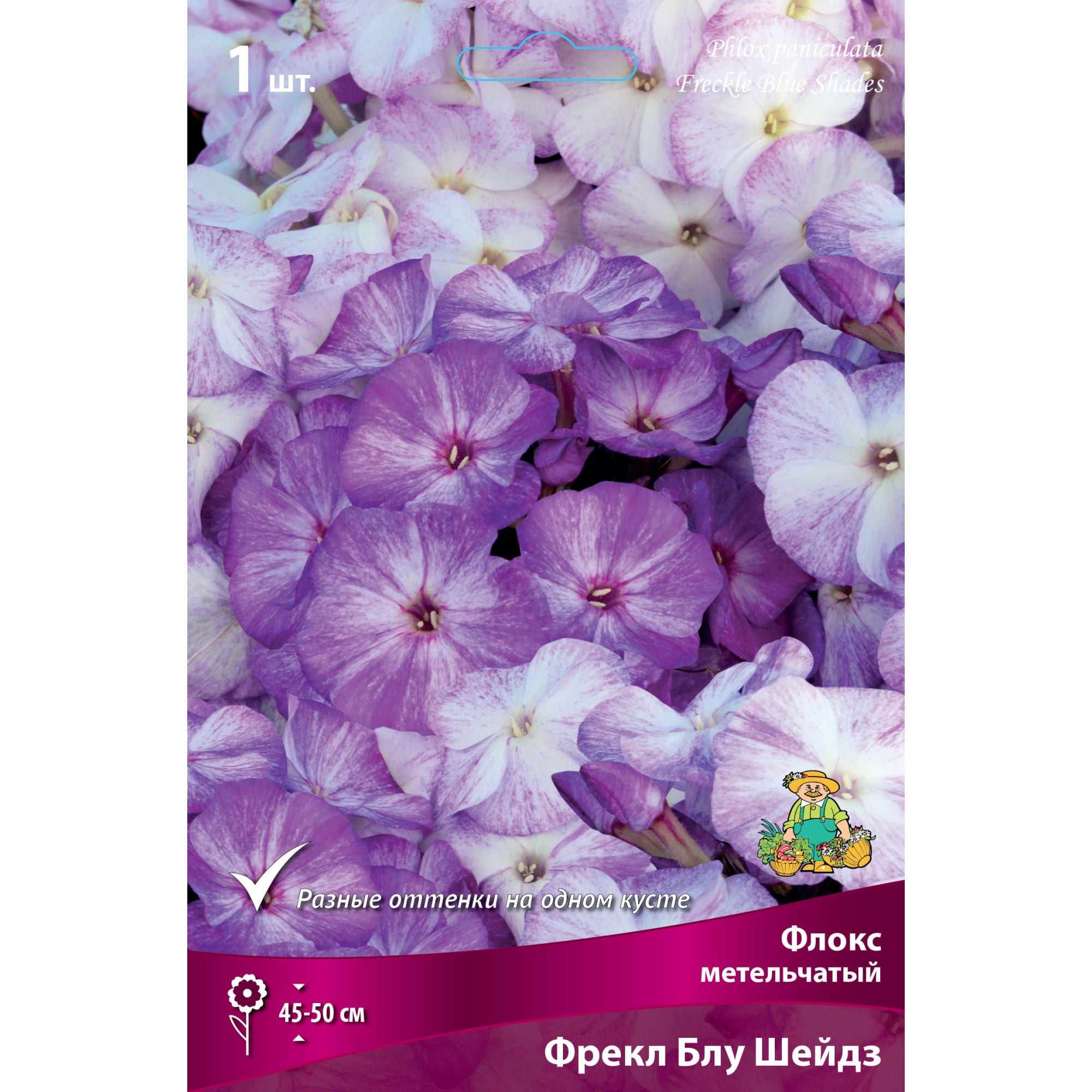 88294978 Флокс метельчатый Фрекл блу шейдз луковица I Santreyd 