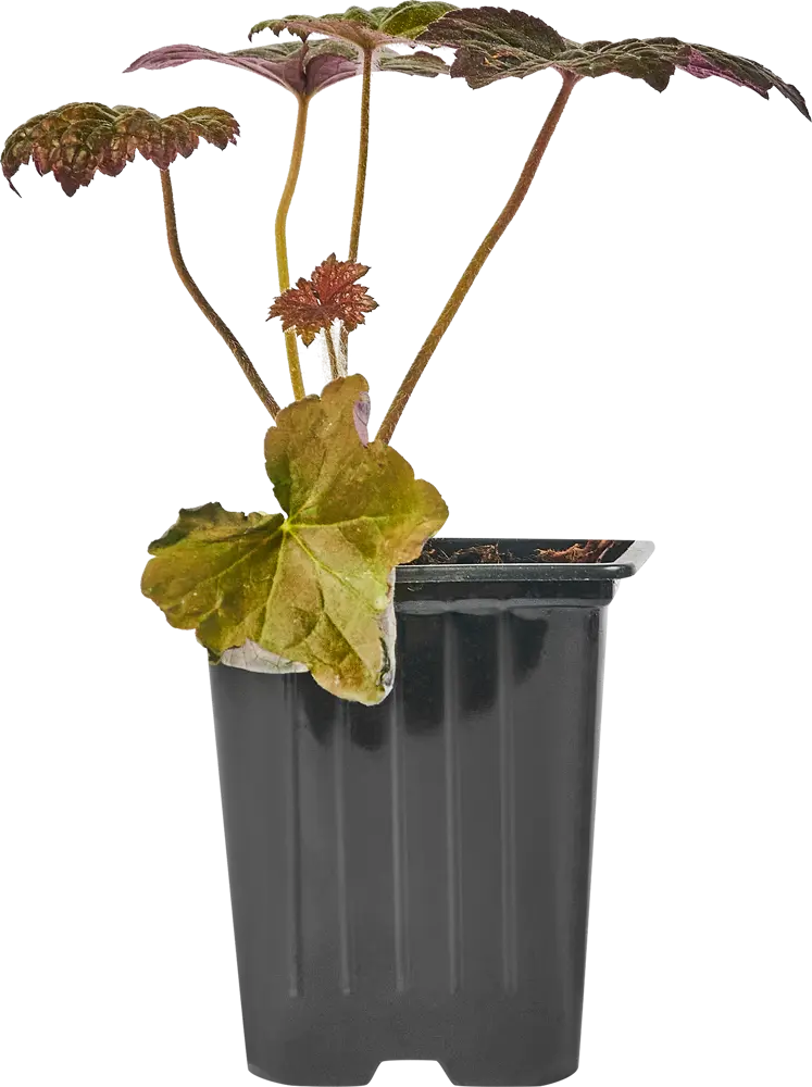 Santreyd Гейхера: разноцветный многолетник для сада 82741499