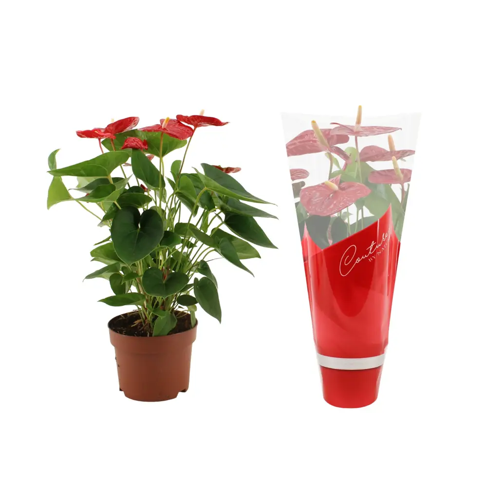 Santreyd Антуриум Рэд Кинг — изысканное сердце тропиков 82383414 STLM-1381386 - Вид №4