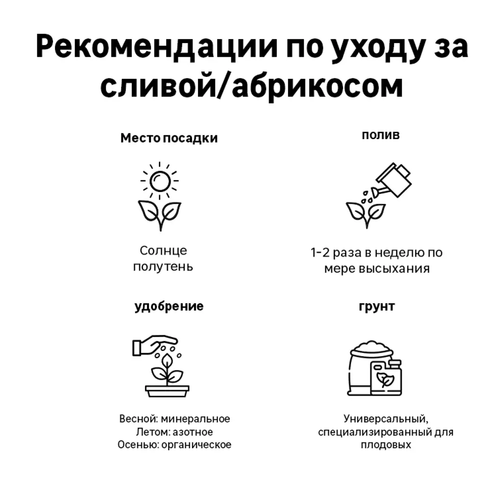 Слива «Чёрнослив» C7 высота 150-180 см 82557734 STLM-2103182 ВСЕ В САД  - Вид №1