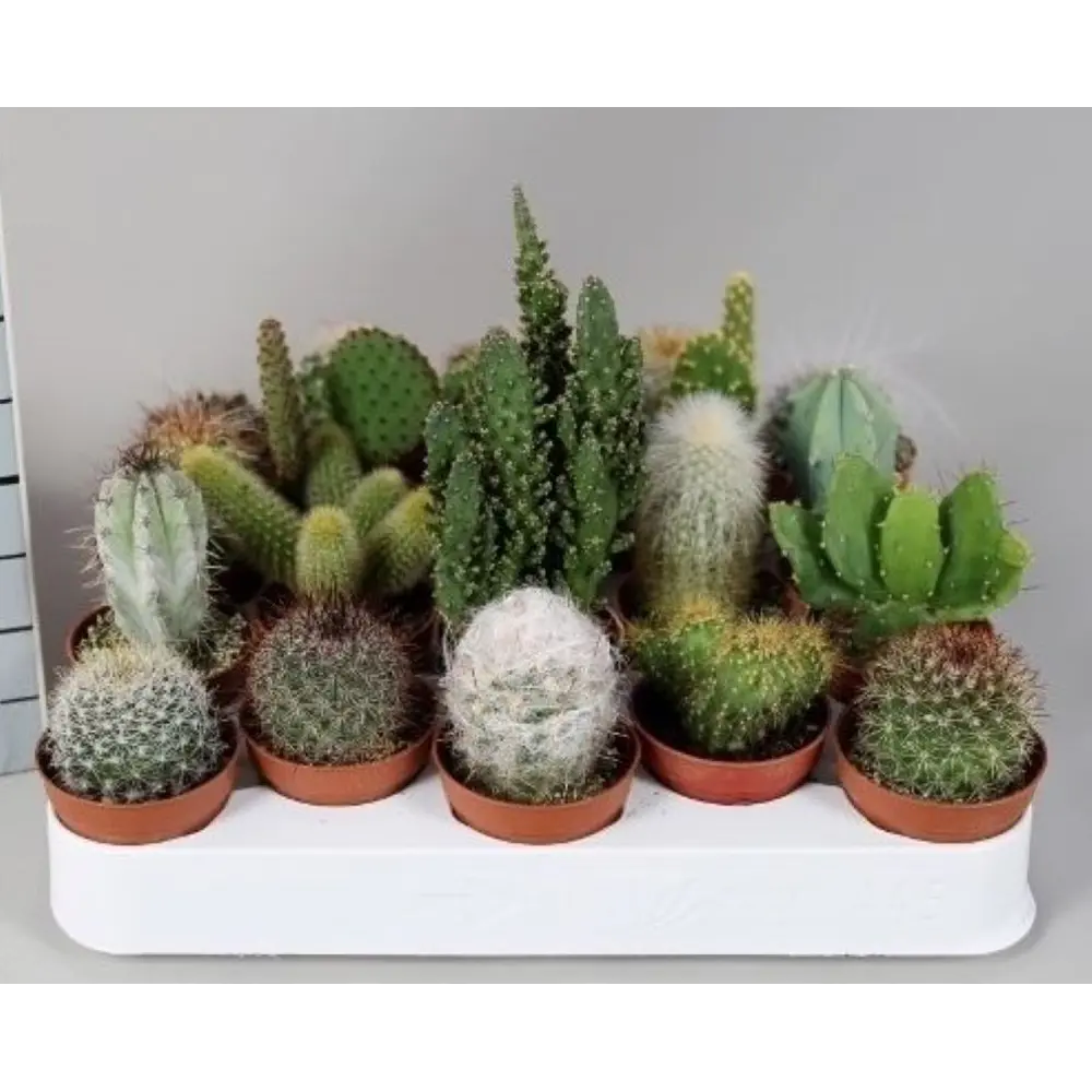Миниатюрный кактус микс в горшке ø5.5 см 89441590 Santreyd STLM-1582598