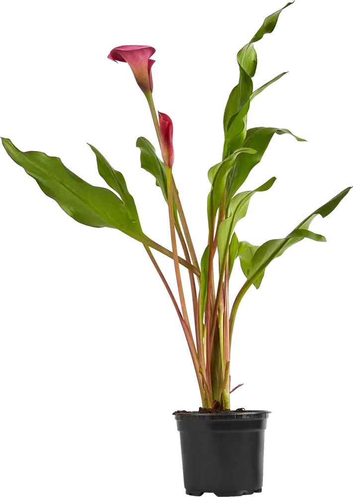 Калла Santreyd — изящное комнатное растение с сердцевидными листьями 83248198