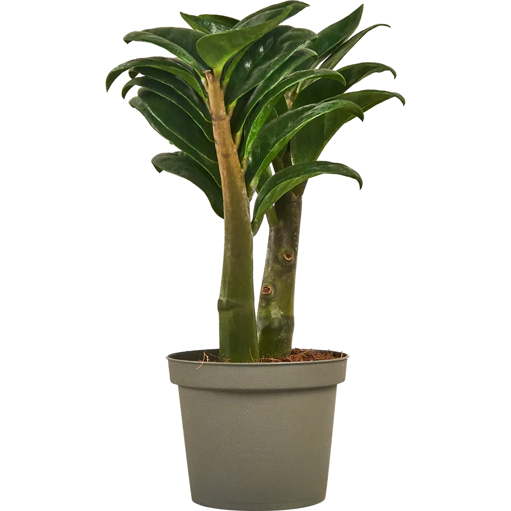 Замиокулькас Зензи от Santreyd — миниатюрное украшение интерьера 87819673 STLM-0949463 - Вид №2