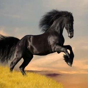 WP00423 Фотообои Verol Фотообои decoline 1х1 м