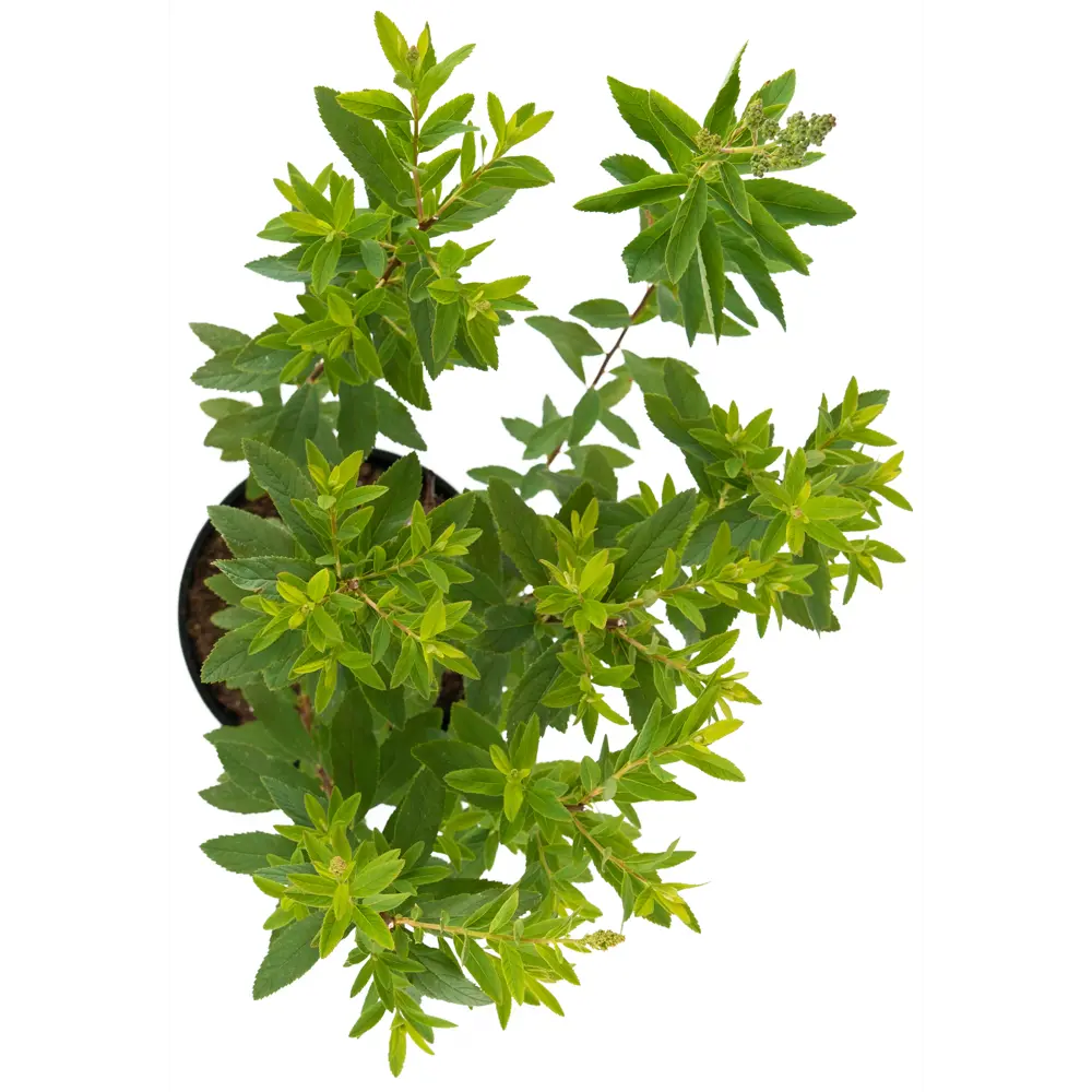 Спирея иволистная Rubra от Santreyd - розовое цветение для вашего сада 85292558 STLM-0955192 - Вид №1