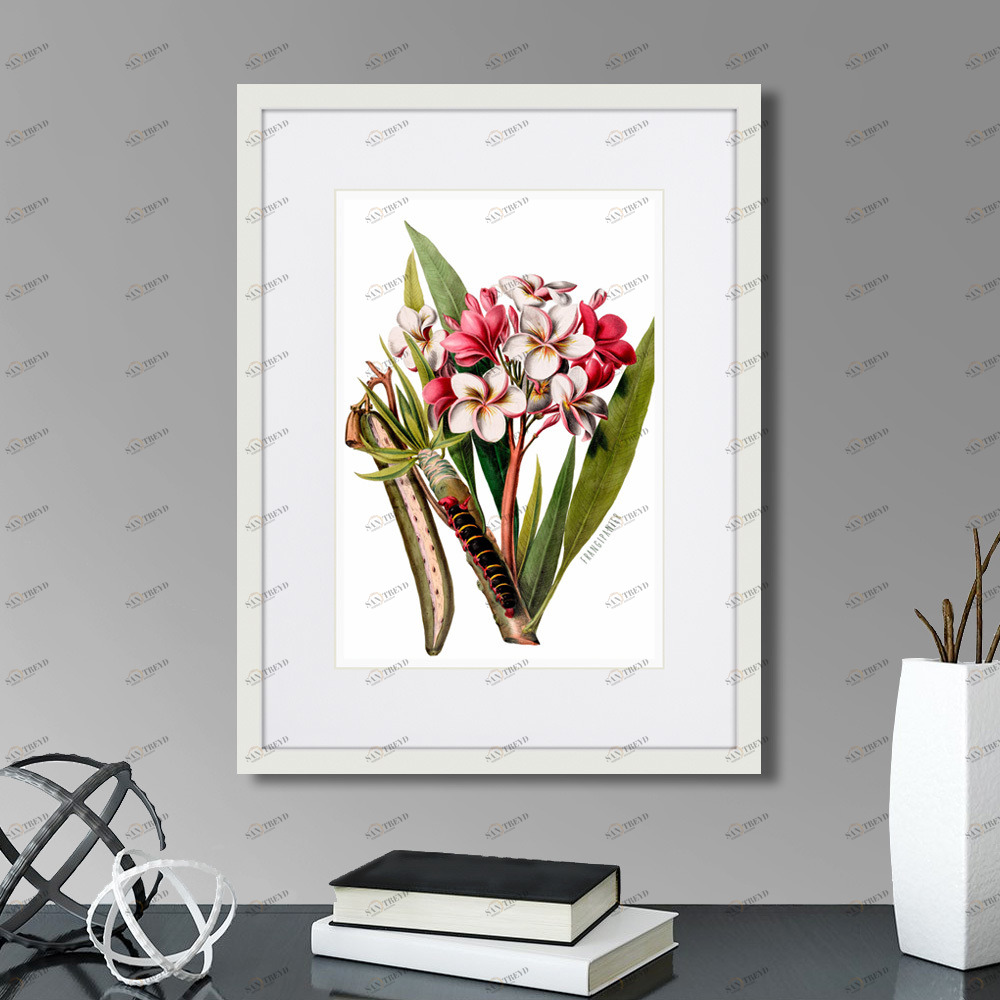 Картина: Caribian Flora Pink Plumeria Flower Branch, 1740г. КАРТИНЫ В КВАРТИРУ  264451 Разноцветный 