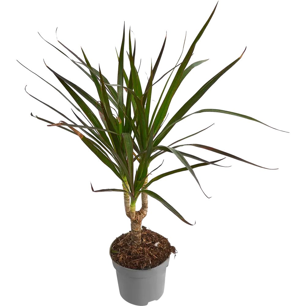 Santreyd Драцена Маргината Магента — изящное тропическое растение с пышной кроной 85324835 STLM-0061449 - Вид №1