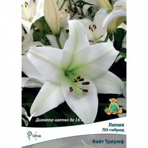 88294778 Лилия ЛО-гибрид Вайт триумф луковица 14/16