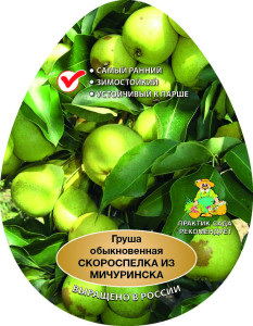 86544028 Груша Скороспелка Мичуринска сетка h180 см STLM-0069909 Santreyd