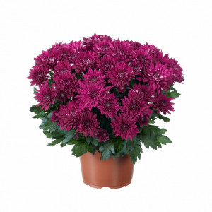 83248128 Хризантема ø15 h30 см