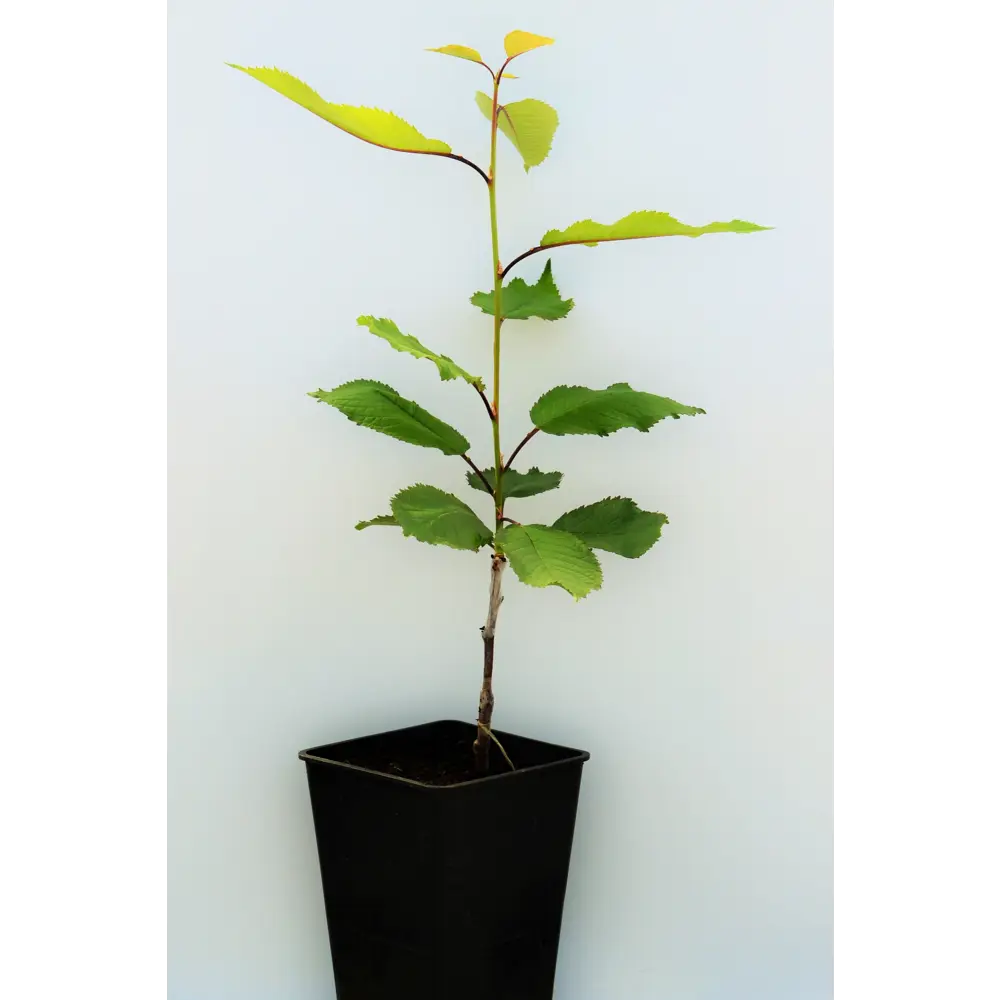Черешня «Брянская розовая» 1 год 12.5x30-50 см 82610474 STLM-2202906 Santreyd 