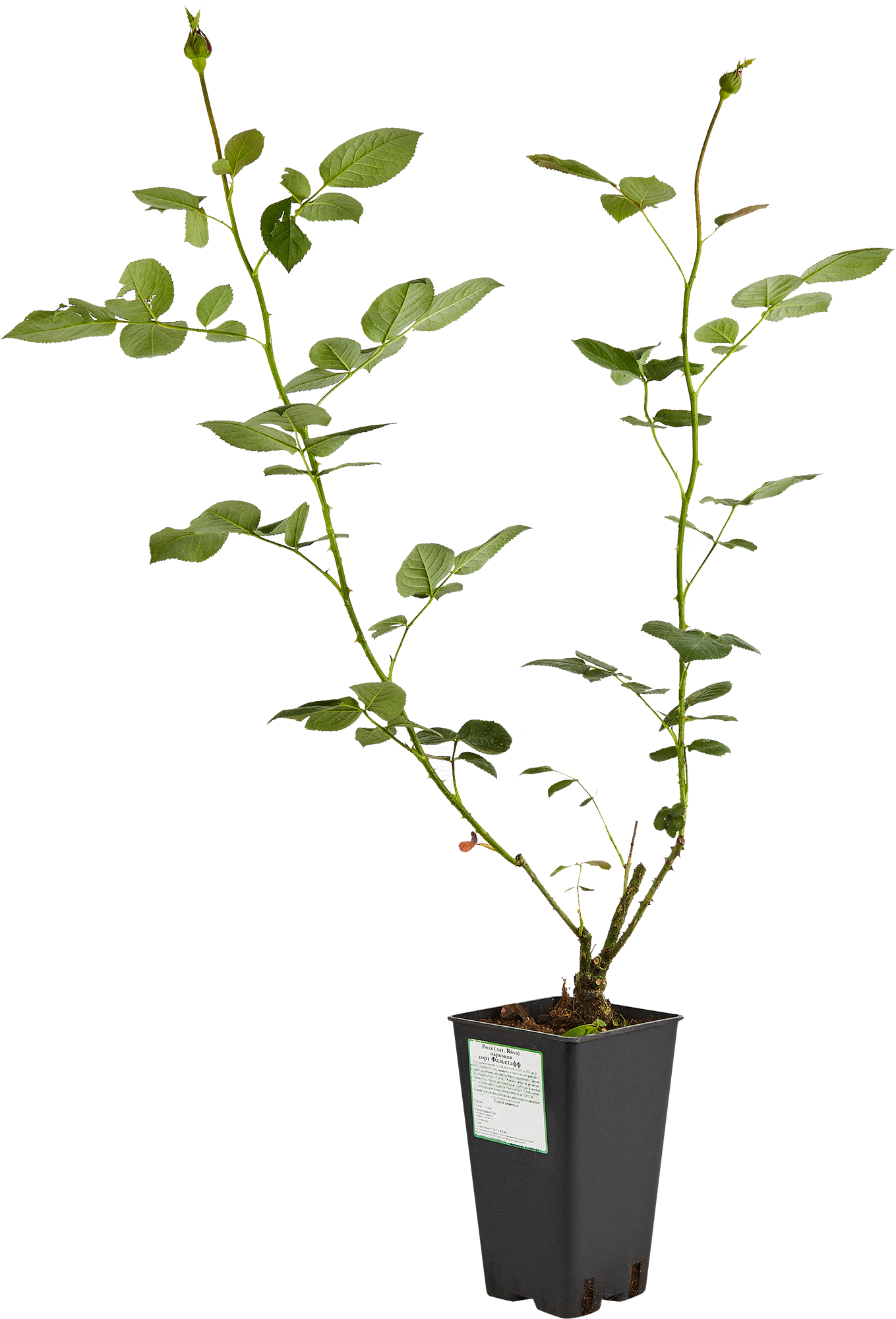 Парковая роза Santreyd - многолетний цветущий кустарник с разноцветными бутонами 85589157 STLM-0064360 - Вид №2