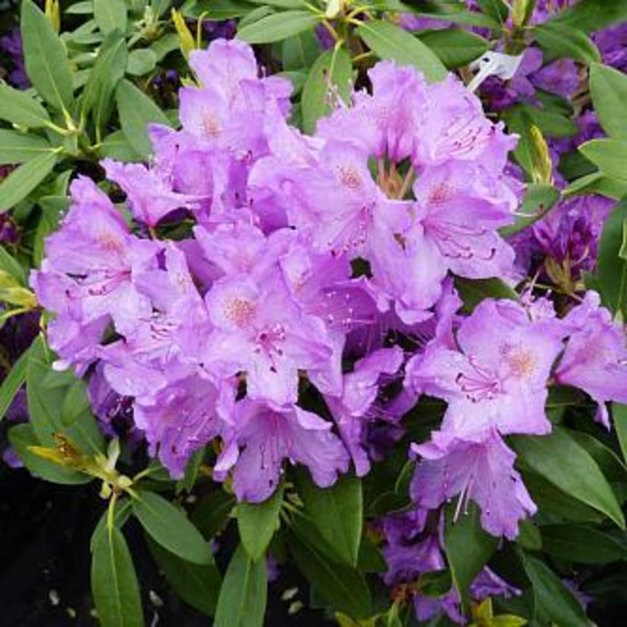 82594919 Рододендрон катевбинский 15x30 см Santreyd  - Вид №2